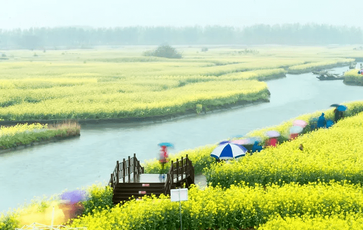 泰州市兴化水上油菜花在哪里 什么时候开 扬州兴化水上油菜花田攻略