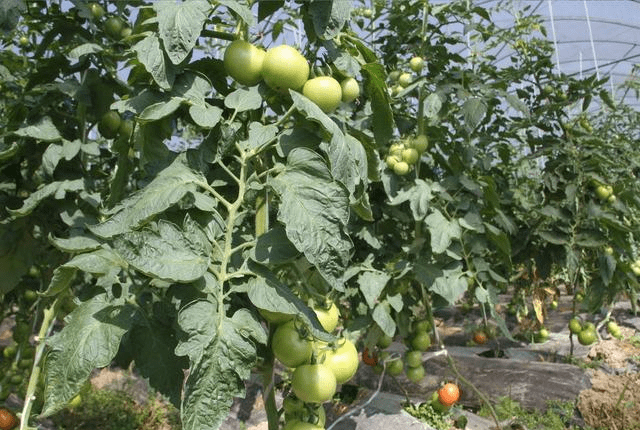 西红柿的食用营养又健康,想要进行种植可要学会合适的管理方法