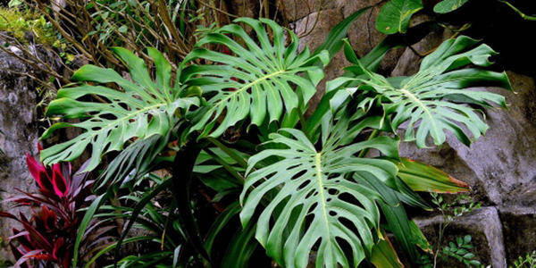 龟背竹怎么换盆后浇水 fc003fdfa4bb46d08cfb3fb6afd1cf83.jpeg