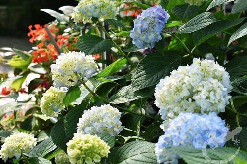 想要绣球花开成大花球 4月赶紧做好3件事 叶子翠绿花比脸还大 修剪