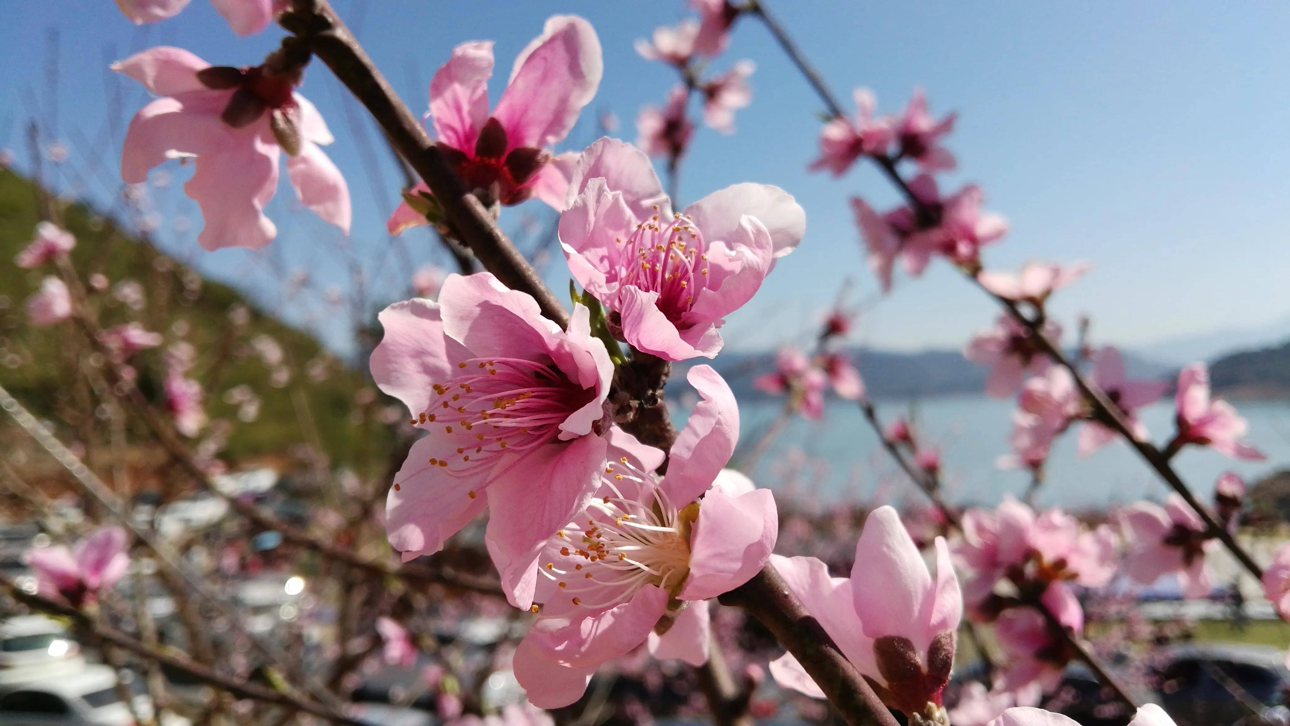 资兴白廊桃花节图片