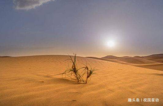 在沙漠中遇见这种“小西瓜”，就算渴死也不能吃，后果很严重！