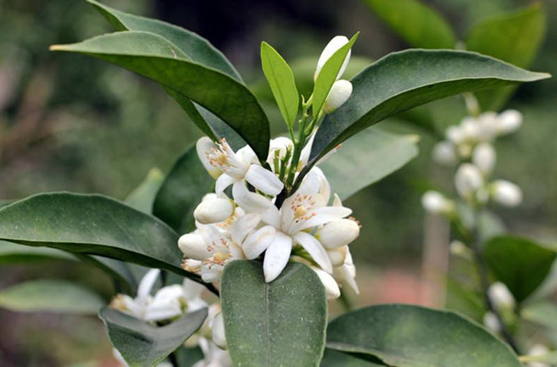 又是一年橙花开今年该是丰收年