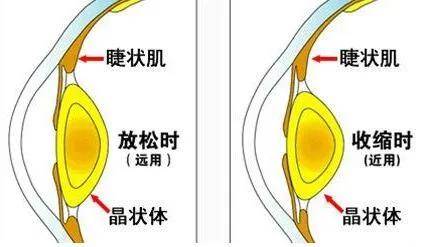 散瞳的作用是什么?有没有副作用?_屈光