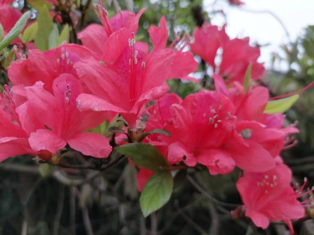 杜鹃花开红艳艳，趁着春天快去霞浦这片山上打卡吧！
