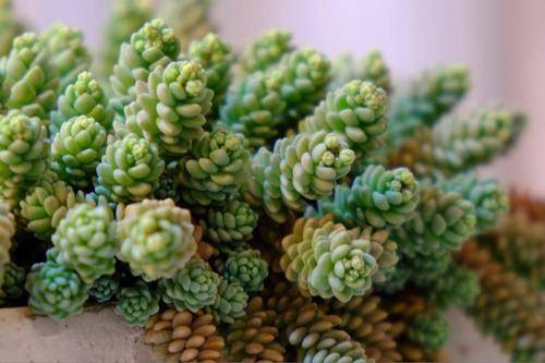 多肉叶插几月份最适合 8518c9cbe0d14717b1502f916c50a406.jpeg