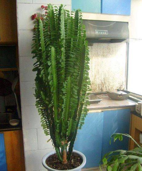 这种花在摆放在客厅或者阳台,有镇宅守家的好寓意,龙骨花好养又耐旱