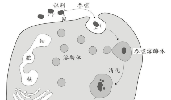 免疫細胞對抗癌症的全過程