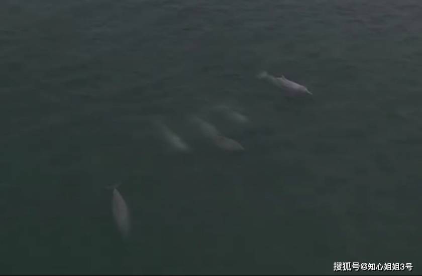 游客在南澳岛游玩时，意外拍下：5只粉色海豚，像是童话故事里的