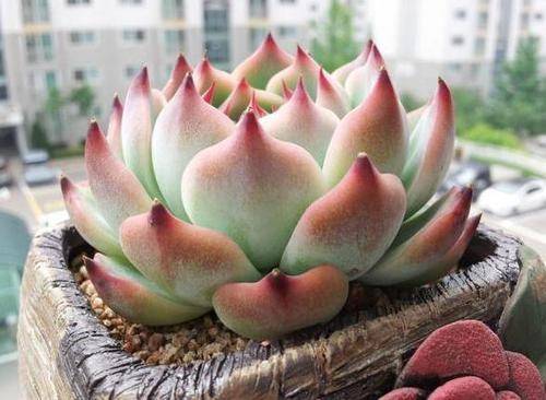 养多肉吉娃娃,上盆前做好两件事,叶片肥厚,长成胖娃娃