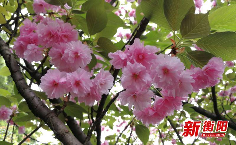清明时节“晚樱”盛开 衡阳湘江南路风光带可赏满城春色