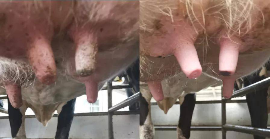 3个真实牧场案例,带您感受有效的挤奶前预刺激_乳头