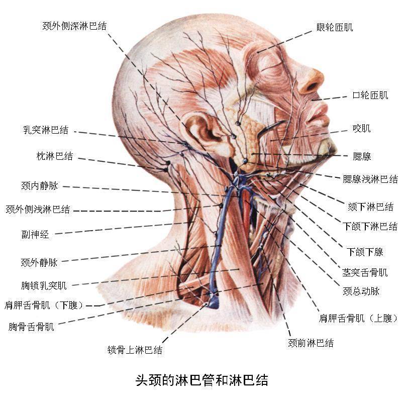 腋窝有包的女性要重视了 按摩