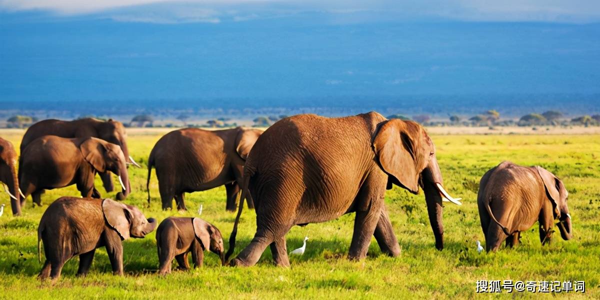 奇速英语时文阅读初一篇 安博塞利野生动物园纠结要大象还是鳄梨 The