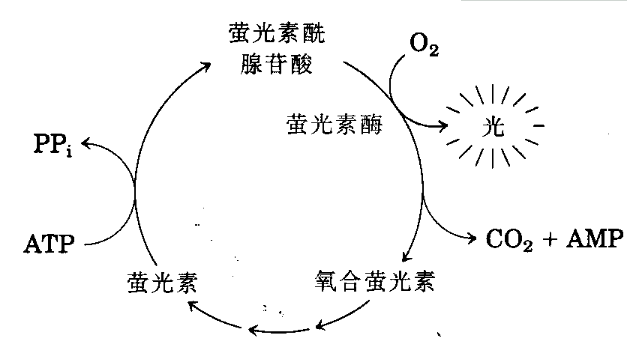 夜光材料发光原理图片