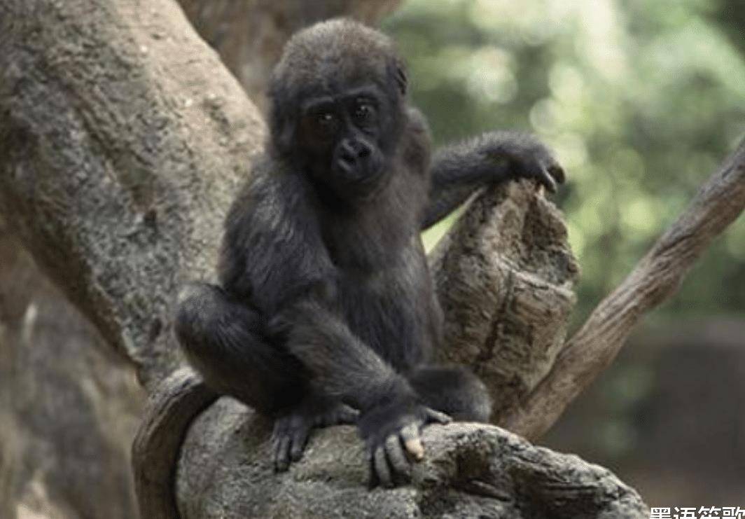 怪奇山猫vs3d 3d怪奇怪盗山猫 自媒体热点 怪奇山猫vs3d 3d怪奇怪盗山猫 自媒体热点