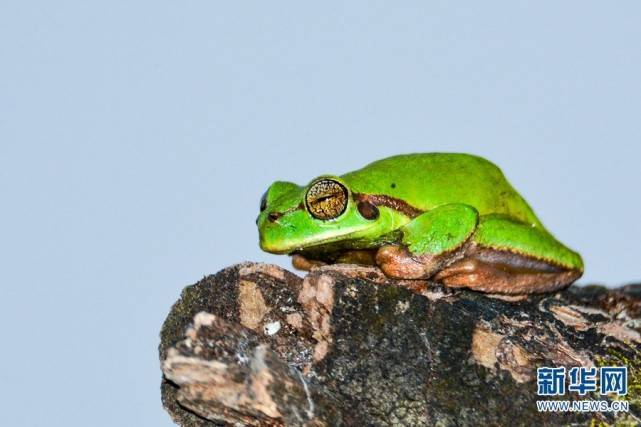 太保山森林公园的华西雨蛙(3月13日摄).新华网发(段仙艳 摄)