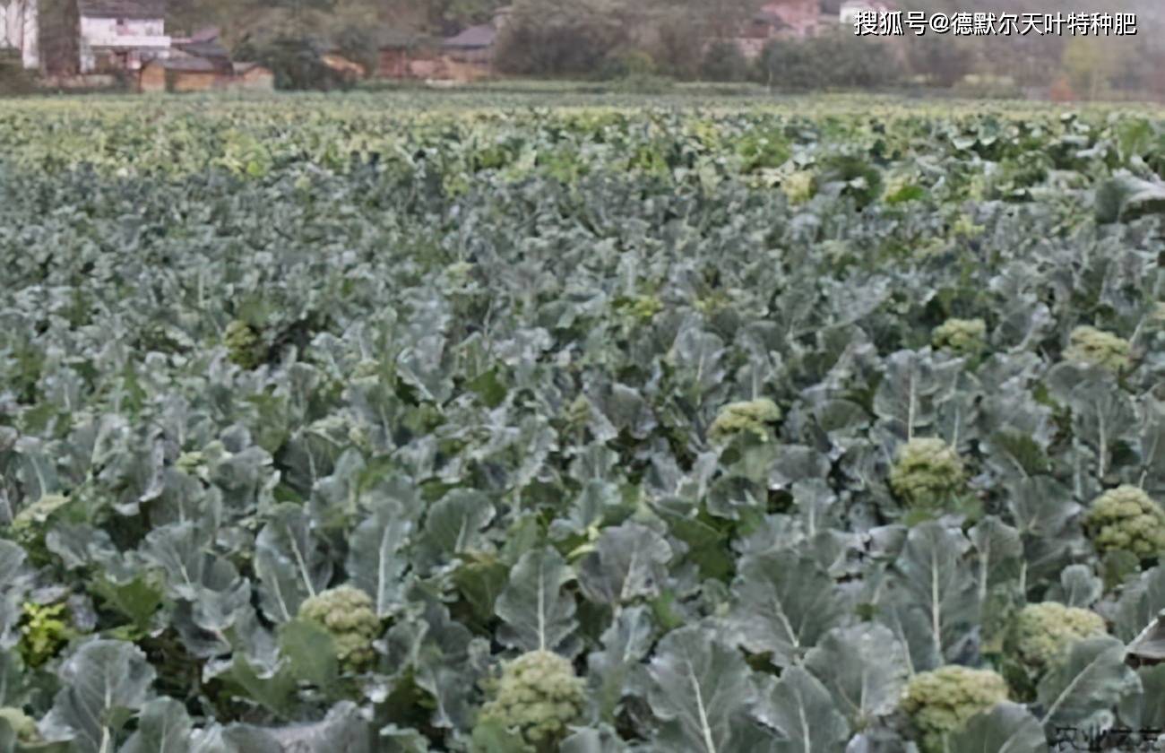 青花菜冬茬栽培难 不懂如何种植 别担心 核心技术现在教会你 花球