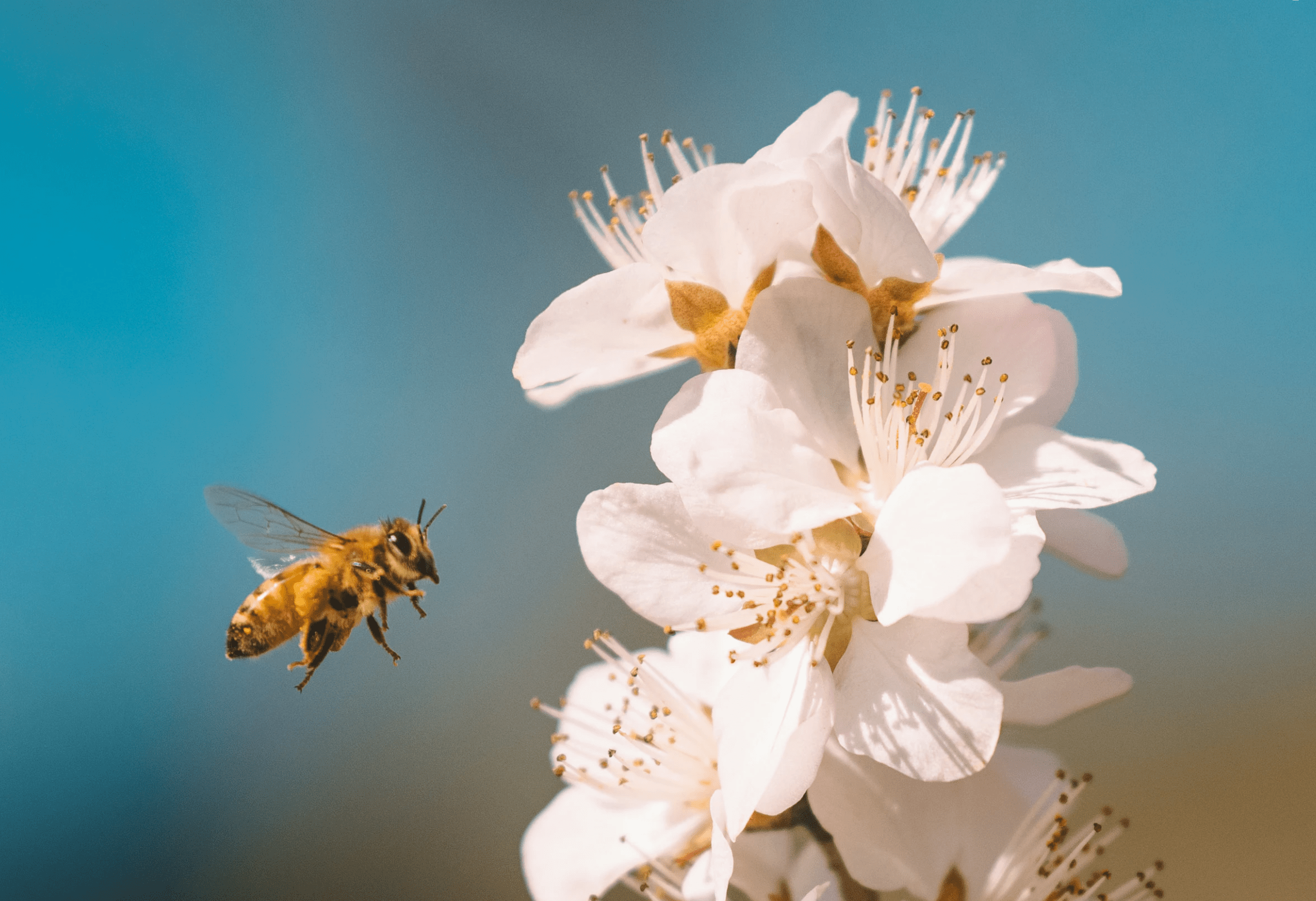 4月底，桃花遍地开，爱情又回来，3大生肖情缘解冻，破镜重圆