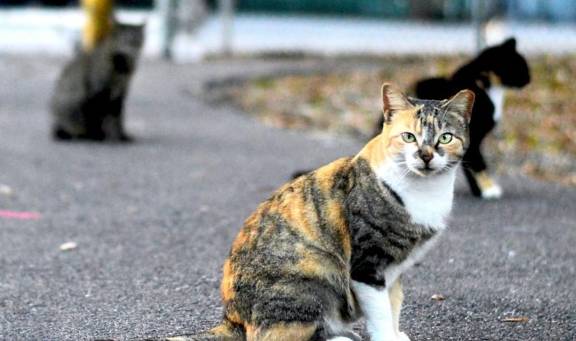 自由的猫不是流浪猫 a8e155ca9d0e4af6af7836563de780fe.jpeg