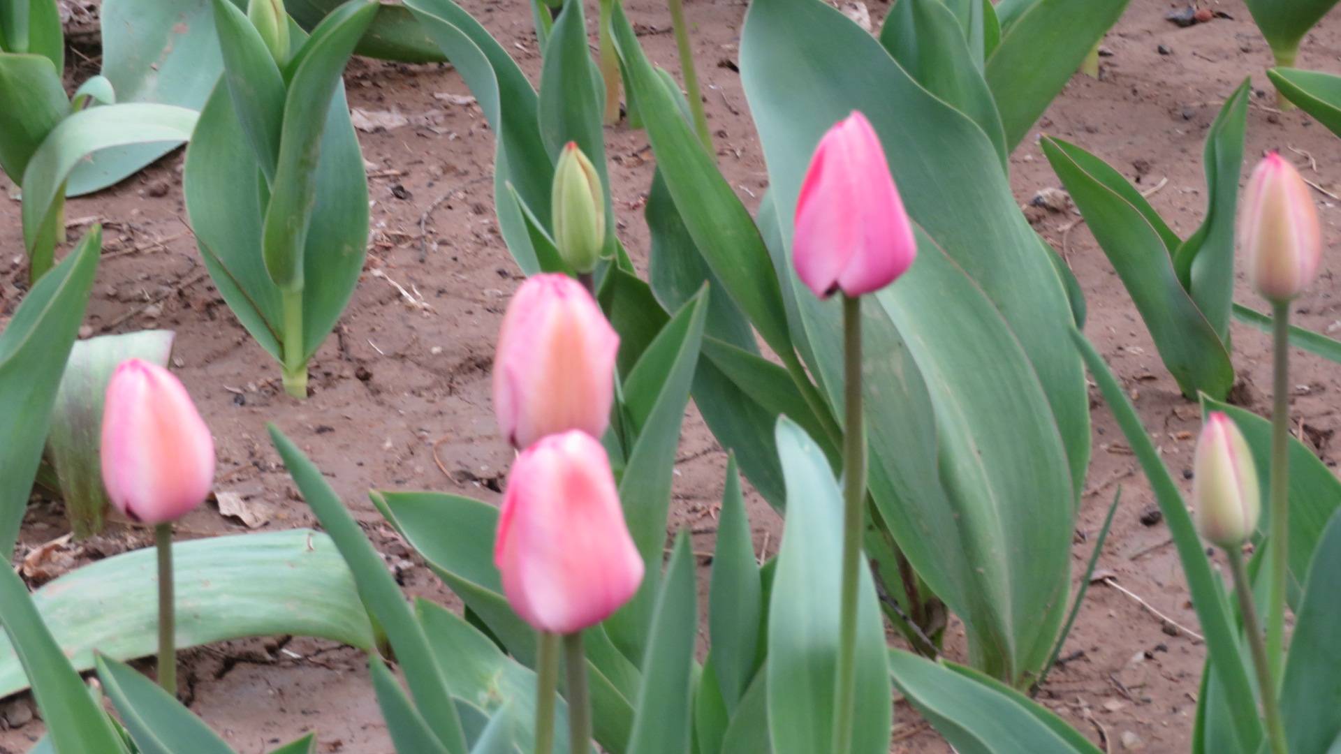 现代诗 期美郁金香