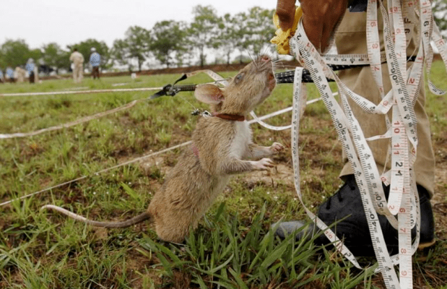 的成就,而老鼠的地位可能就再也不是偷粮食的老鼠,可能会变成"警鼠"
