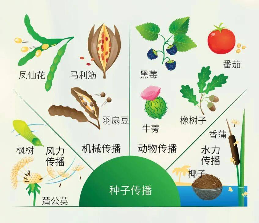 樱桃,野葡萄,柿子等被鸟类兽吃掉后,种子会随着粪便传播