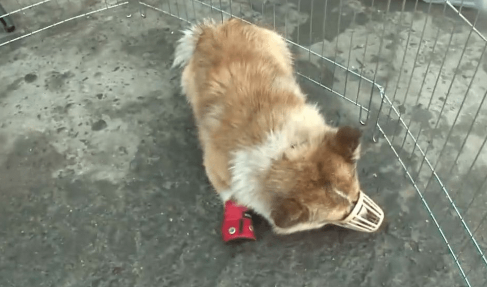 口犬什么成语_成语故事简笔画