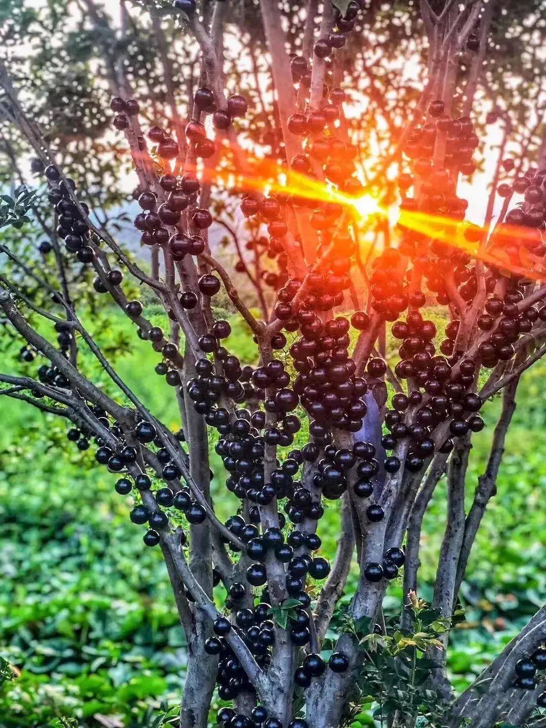 在海沧街道囷瑶村石岑社的 锦瑶果园里 就有一大片树葡萄 占地约20亩