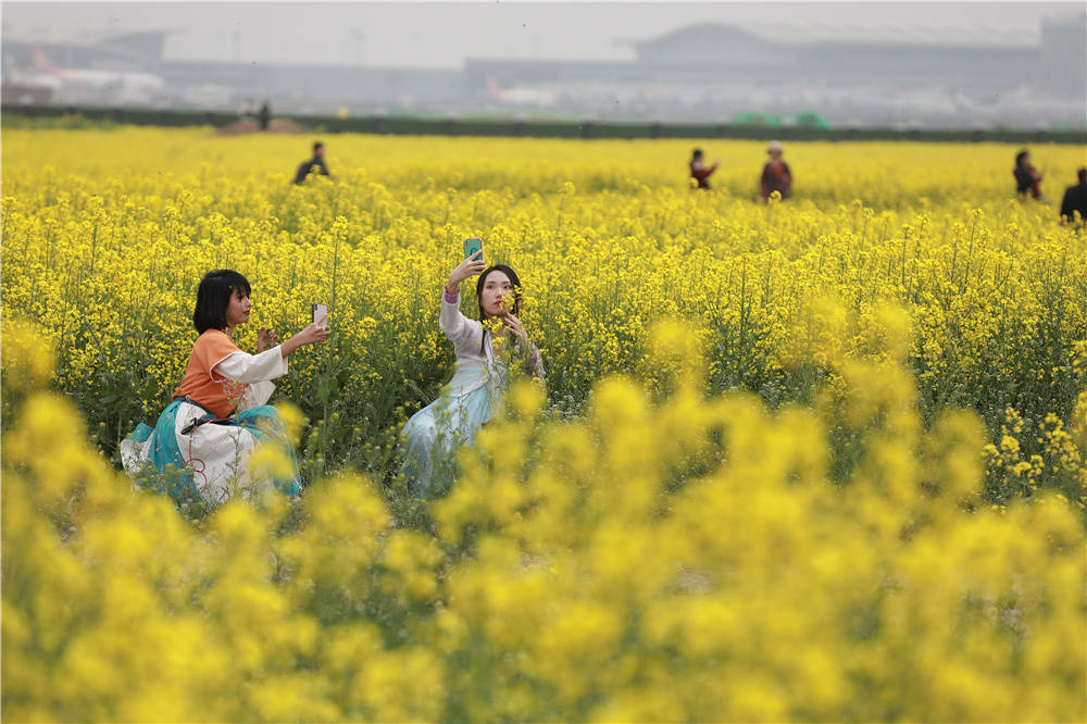 油菜花节趣味活动图片