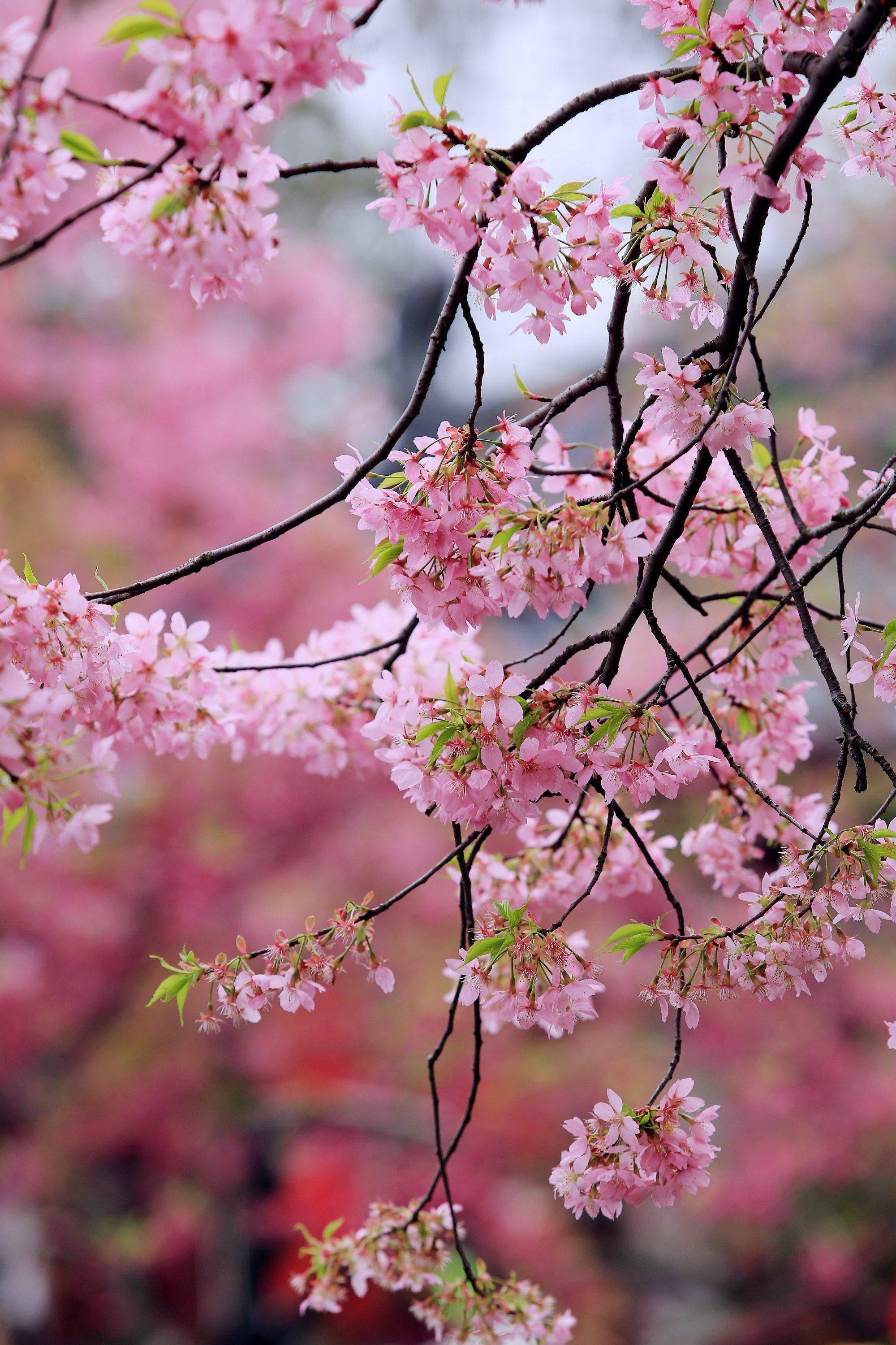 武汉东湖磨山樱园:佳景与美诗带你神游仙仙境_樱花
