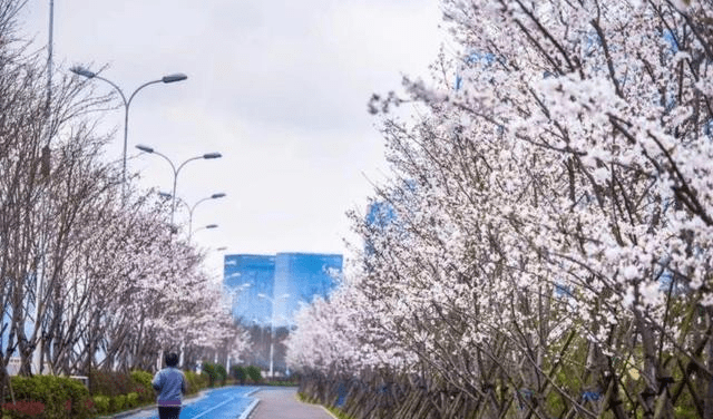 杭州这条跑道刷爆朋友圈，一边江景一边樱花，央媒都称赞美爆了