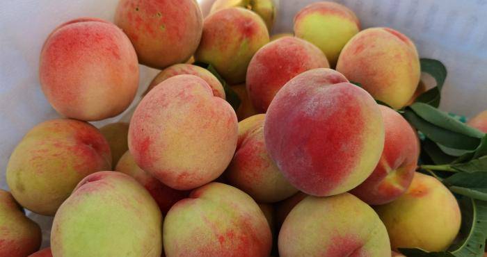 桃汁多肉 19d73a92f5734ca682a61cf888b401bc.jpeg