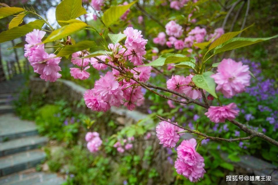 这处度假胜地被称为武汉的后花园，四月樱花绝美，却一直很低调