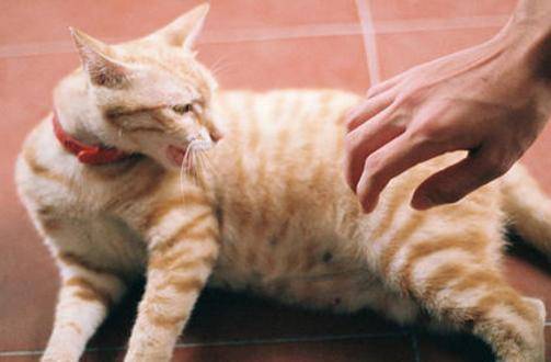 被猫抓了一下会得 狂犬病 吗