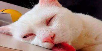 怎么喊猫猫过来 6448db8c9a1a4e4a9c23b07f8f28f49a.jpeg