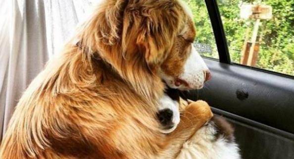 怎么看小狗性格好不好 ad8311630f3740d6b42d74b87a455943.jpeg