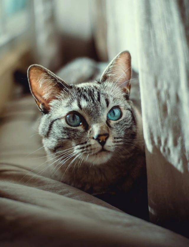 猫眼睛溃疡:简单病症和治疗方案_角膜