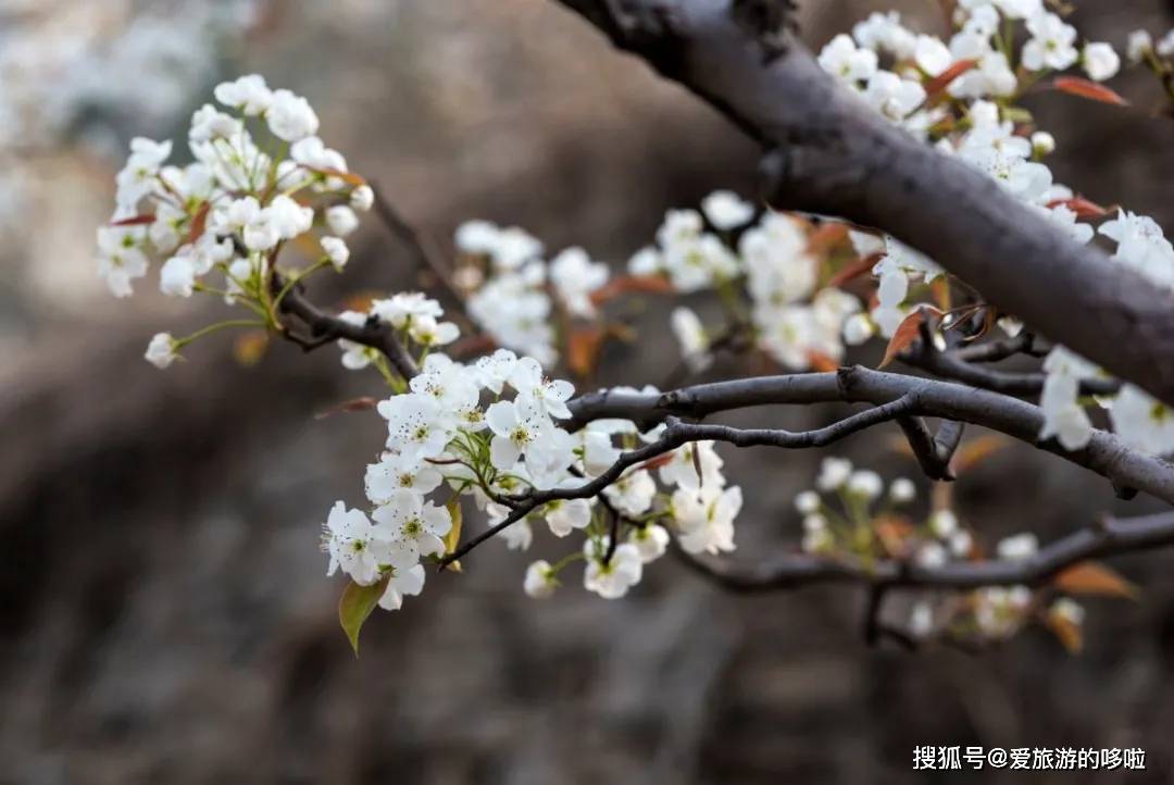 央视报道 山东这6处梨花胜地已火爆起来了 简直美成了天堂 莱阳