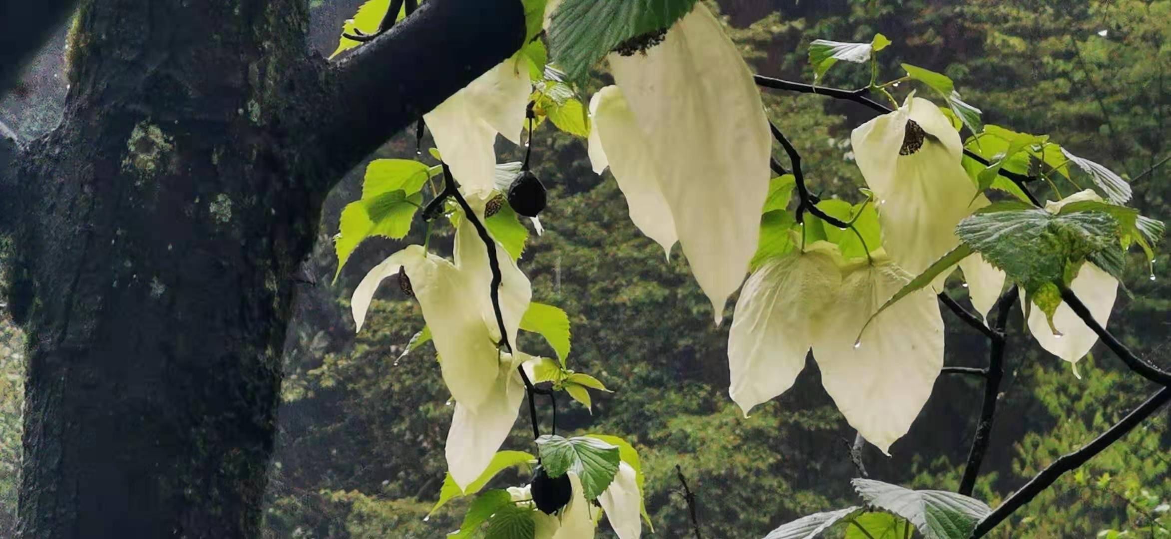 鸽子树展翅开花图片