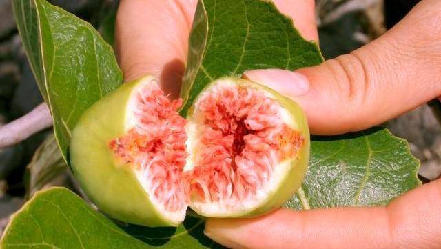 秋天最迷人的水果 柔软香甜 吃2个 喉咙都舒服了 无花果