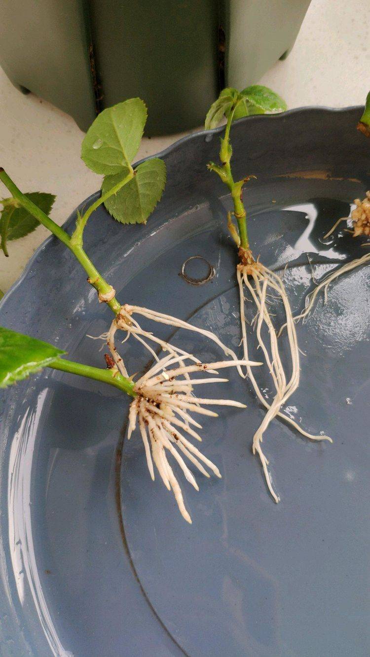 烂根的植株,来点儿"护根溶液",比一比哪种好?_柳树枝