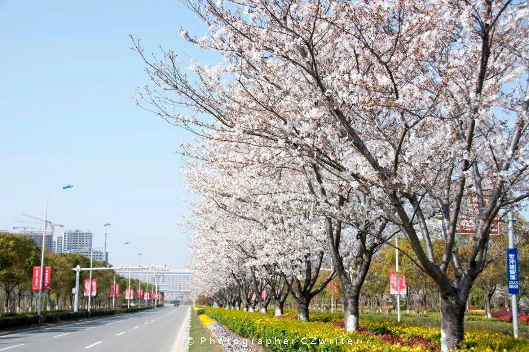 在春天爱上杭州湾的美，您呢？
