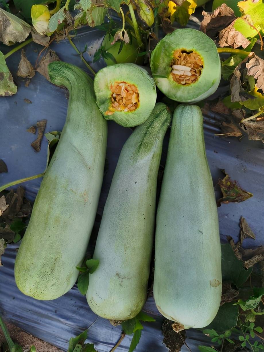 冰糖羊角脆甜瓜种子