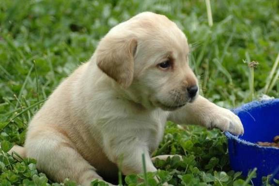 狗狗怎么训练才不会乱叫 0bcea3d4d9084eac8e388e0d7ecf8957.jpeg