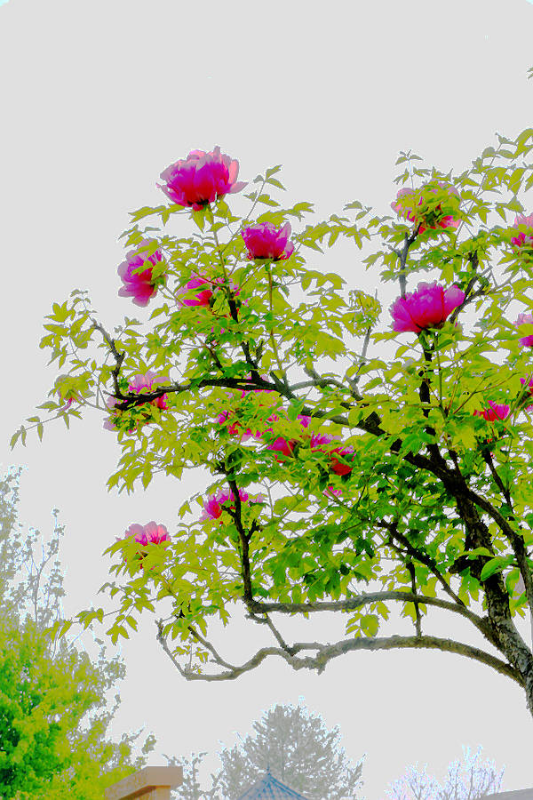 游九州池 看百年牡丹树