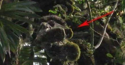 二战时，一名空军跳伞失败后，悬挂在树上70年，身上长满了苔藓