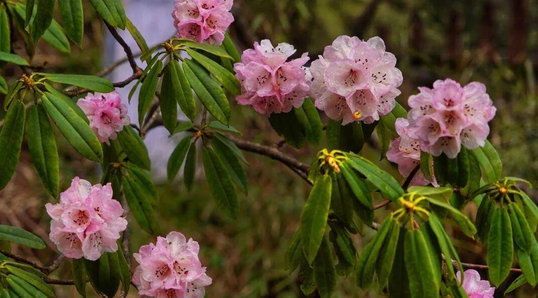 瓦屋山杜鹃花即将进入盛花期一起去眉山洪雅赏花 世界
