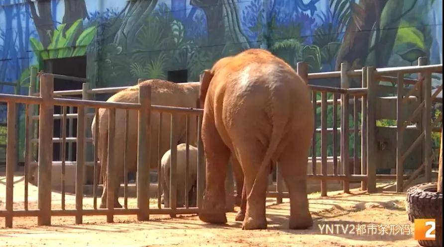 中波已将塑料袋排出昆明动物园动管科 王昂:大象因为体型巨大,又比较