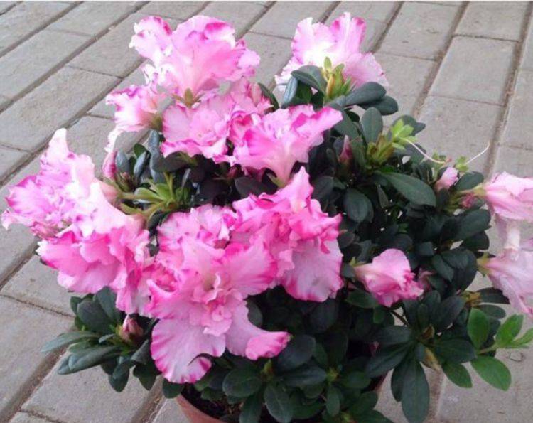 这些花卉美过玫瑰 一年四季花开不停 比香水还好闻 繁花满枝 开花